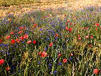 Biologisch bewirtschaftetes Gerstenfeld mit Mohn- und Kornblume