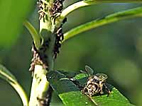 Biene nimmt Honigtau von Blattoberfläche auf