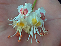 Roßkastanienblüte mit Farbwechsel