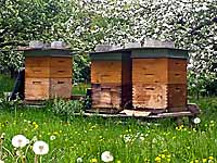 Unsere Bienenkästen aus Holz in einem biologisch bewirtschaftetem Obstgarten