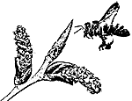 Biene beim Sammeln von Propolis an einer Schwarzpappelknospe