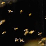 Gut gelaunte Bienen vor dem Flugloch