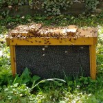 Frisch gefangener Bienenschwarm