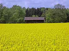 Rapsfeld im Frühling