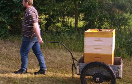 Mit den Bienen wandern macht viel Arbeit, tut den Bienen aber gut
