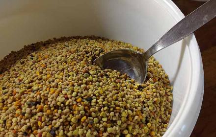 Blütenpollen, Blütenstaub - was ist das?