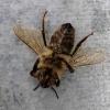 Bienensterben