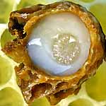 Gelee Royale ist die Muttermilch der Bienen